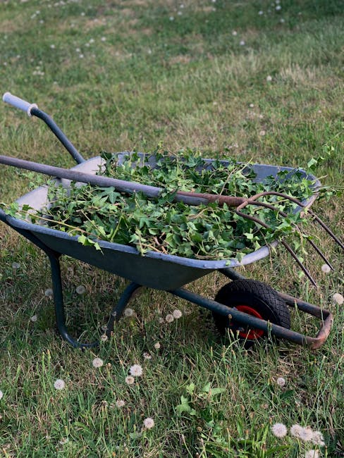 A blue and black garden wheelbarrow filled with freshly cut green leafy branches, situated on a grassy lawn with small white dandelion seed heads scattered across. The wheelbarrow has a single black w